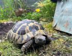 Hermanns Male approx 8-10 years old (Stanley)